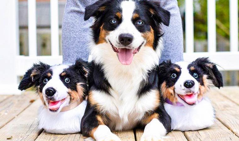 TURN YOUR PET INTO SLIPPERS