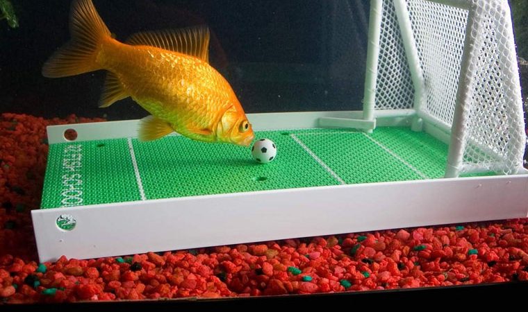 FISH TRAINING SCHOOL