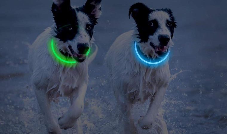 LED LIGHT UP DOG COLLAR